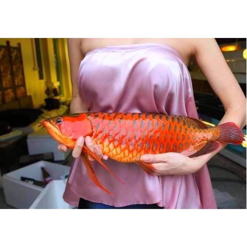 Vitamin Color Booster Red Arowana Ashtaxantin GRADE AAA Colour Up Koi ...