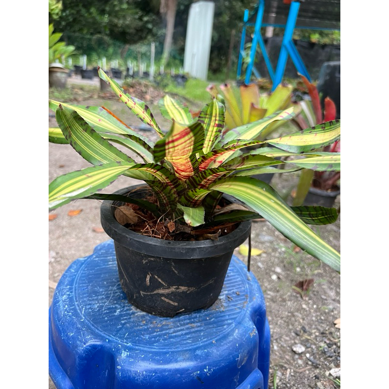 Pokok Bromeliads Crazy Rabbit | Shopee Malaysia