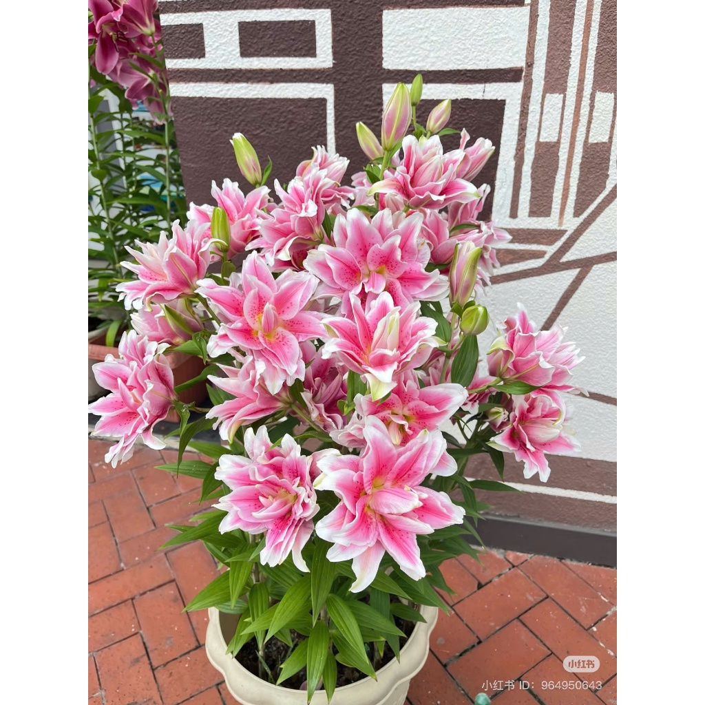 Buy bunga lily Online With Best Price, Jul 2026 | Shopee Malaysia