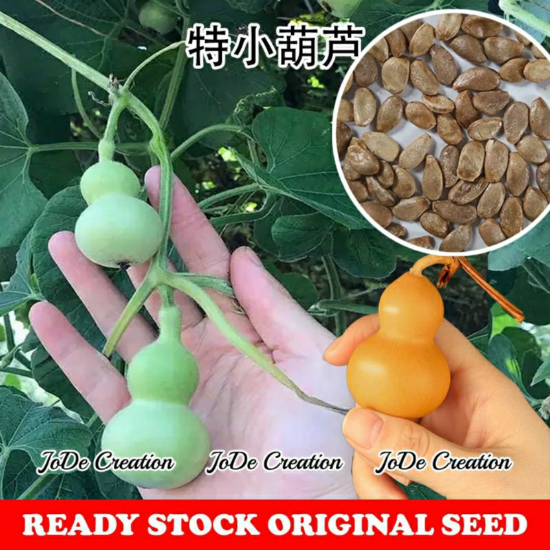 Benih Labu Kecil Tambahan / Extra Small Gourd Seeds / 特小葫芦种子 | Shopee ...