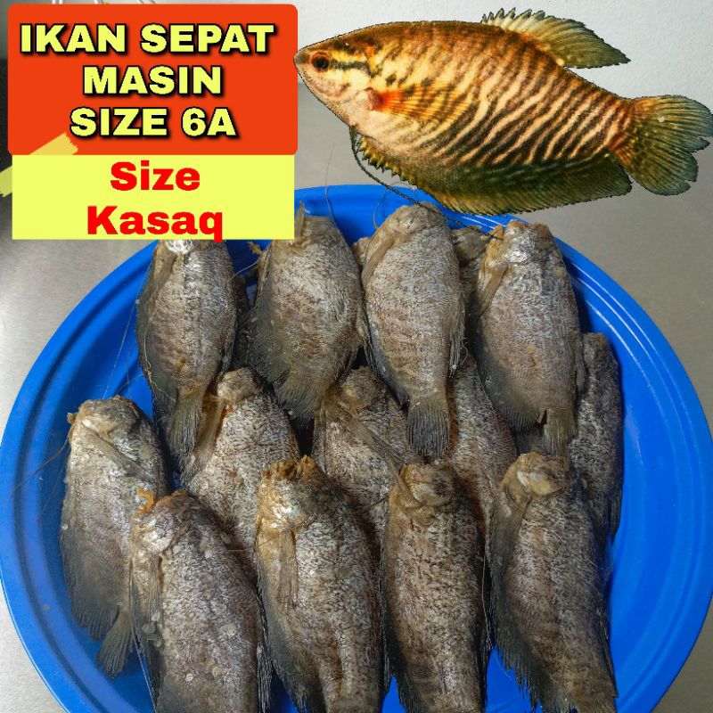 IKAN SEPAT KERING LEMAK MASIN SIZE 6A SIZE KASAQ LEMAK ELOK. | Shopee ...