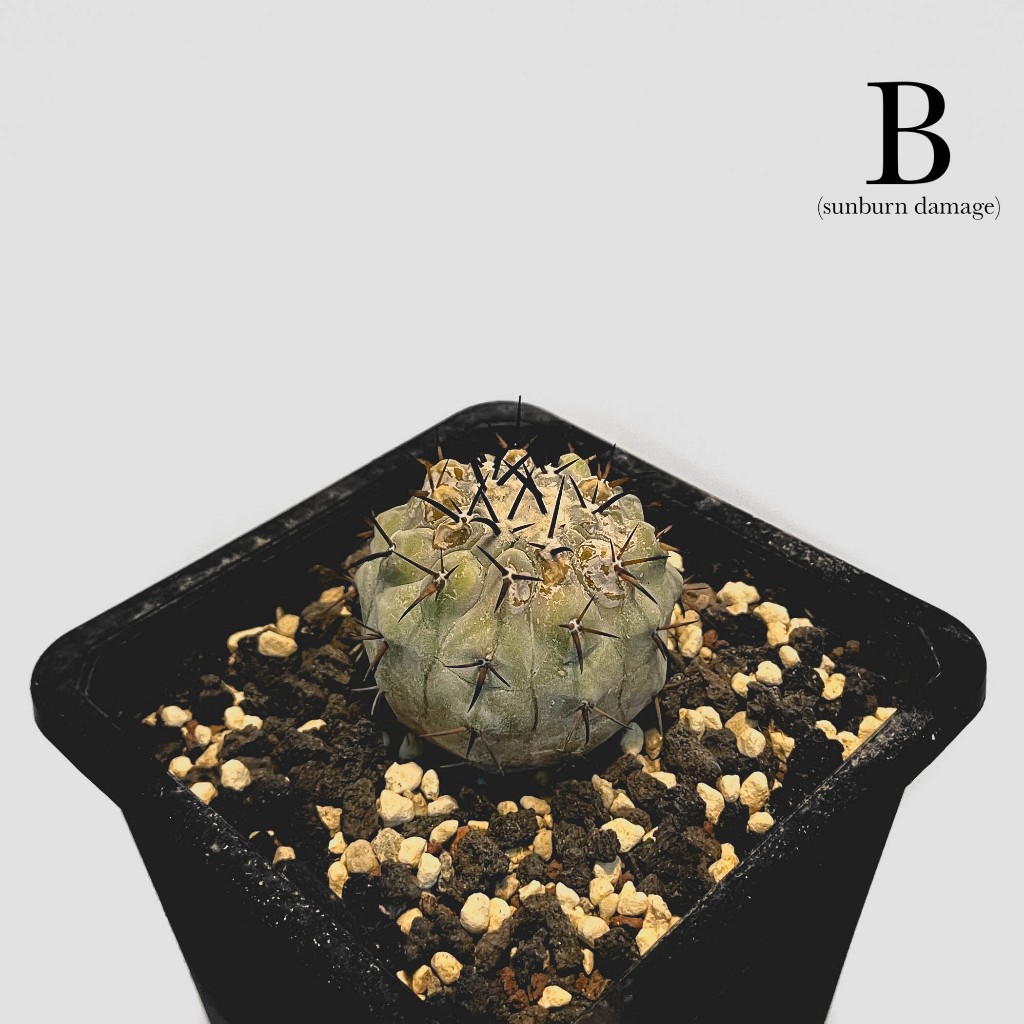 zac.culent - Copiapoa cinerea var. cinerea (Seedling) 黑王丸