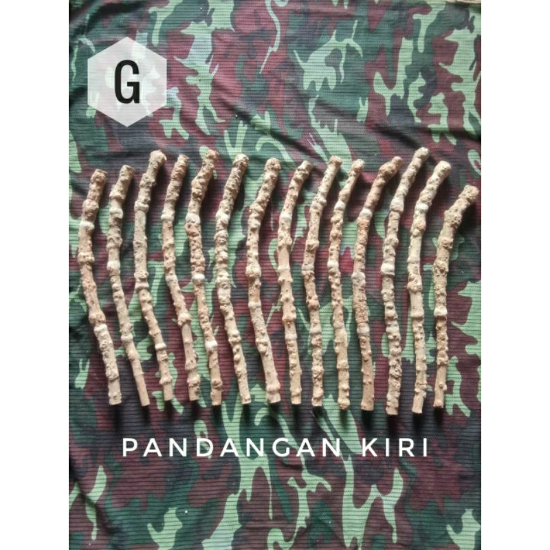 Kayu Anggar Jebak Senduduk Sakit Kronik/Anggar Jebak 0199066100 ...