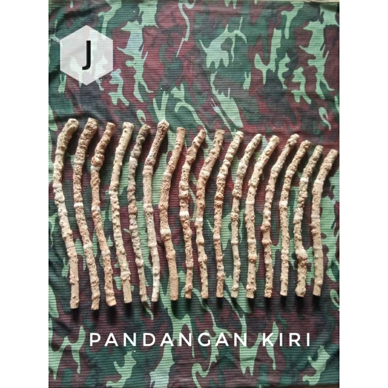 Kayu Anggar Jebak Senduduk Sakit Kronik/Anggar Jebak 0199066100 ...
