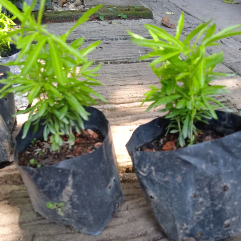 ZODIA (Evodia suaveolens Scheff) (MOSQUITO REPELLENT PLANT) 驱蚊树苗/鸡爪榕 ...