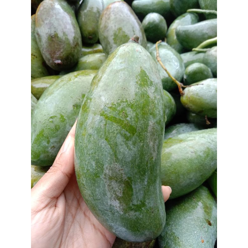 1kg pelam thai lemak manis tak masam (kerabu) | Shopee Malaysia