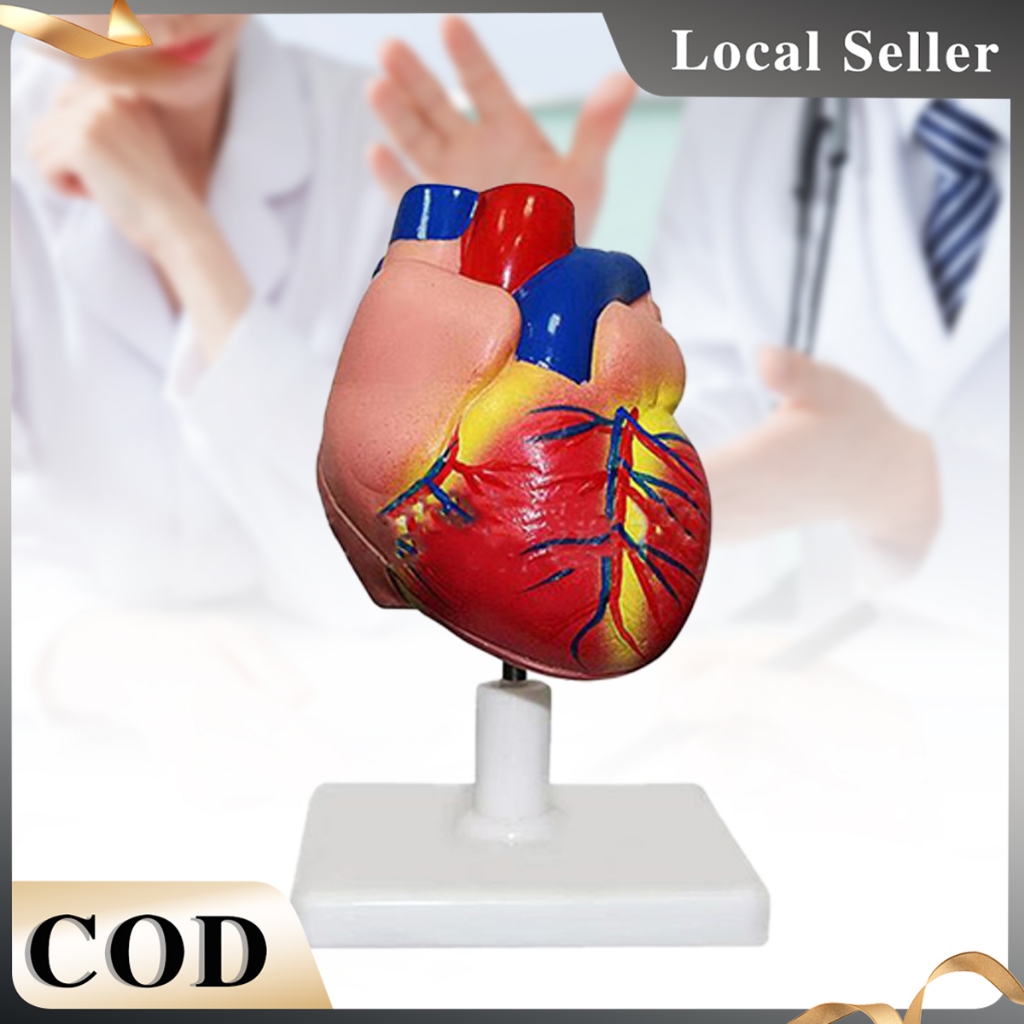 Human Heart Anatomy Model For Medical Teaching Aid | Shopee Malaysia