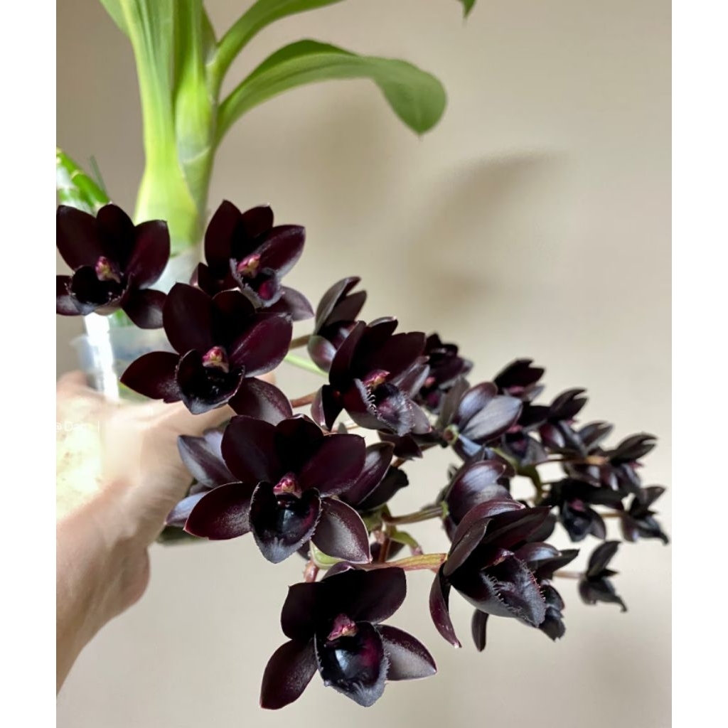 product-available-orkid-fredclarkeara-after-dark-no-flower-shopee