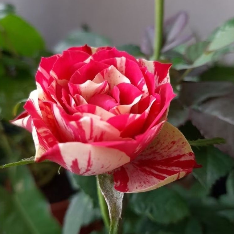 Pokok Bunga Ros Hidup | 玫瑰盆栽植物 | 多色可选 | Shopee Malaysia