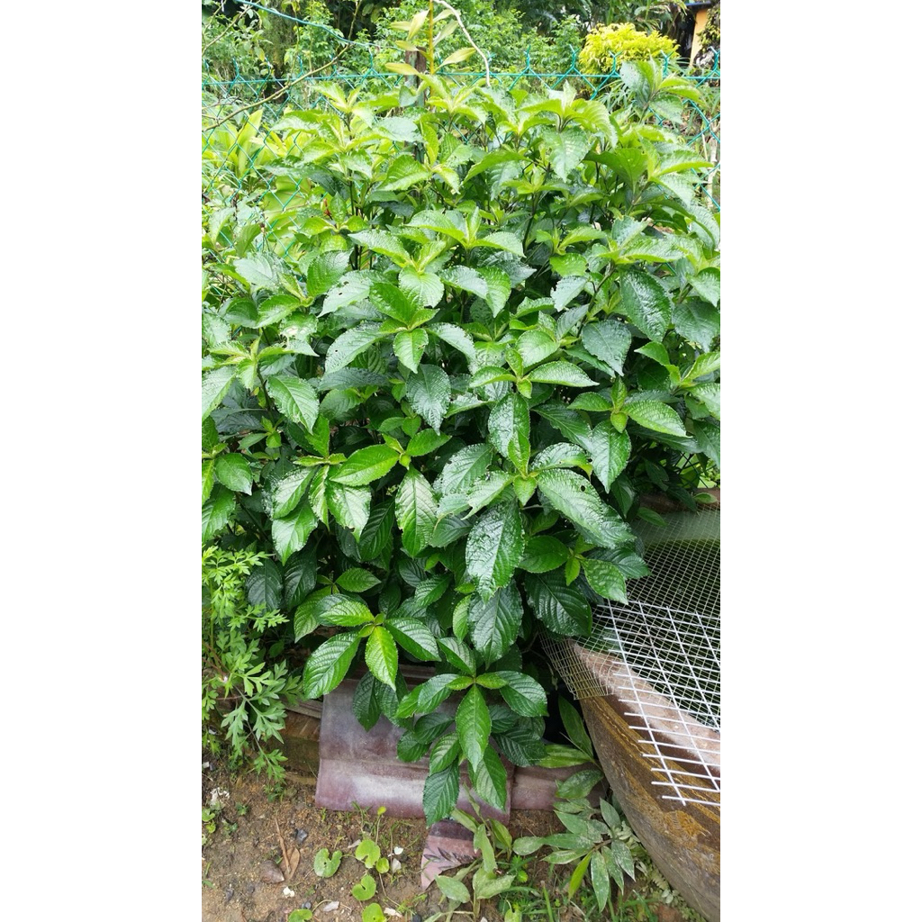 Pokok Pecah Kaca Raw atan Ikht iar 15helai (Petik Fresh) | Shopee Malaysia