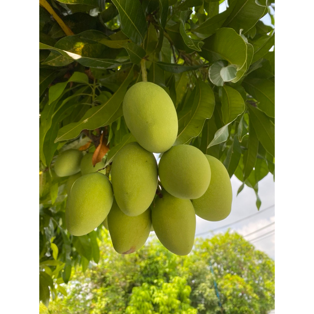 Pelam masam baru petik dari pokok/ Pelam telur | Shopee Malaysia