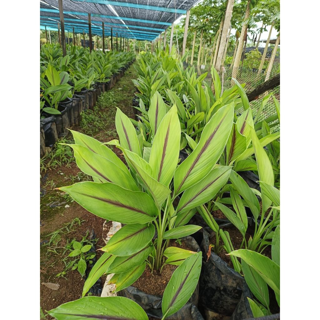 🌲Kunyit Hitam Anak Pokok 100 % 🌲 | Shopee Malaysia