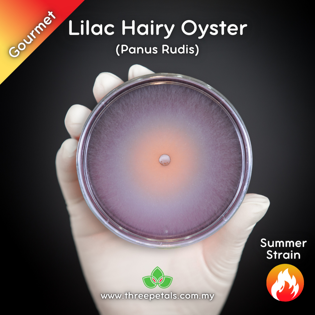 Lilac Hairy Oyster (Panus Rudis) Live Mycelium Mushroom Culture Spawn ...