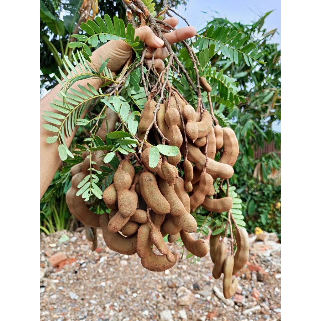 ASAM MUDA / CELAGI (ORDER BARU KUTIP) FRESH! 300g/500g | Shopee Malaysia