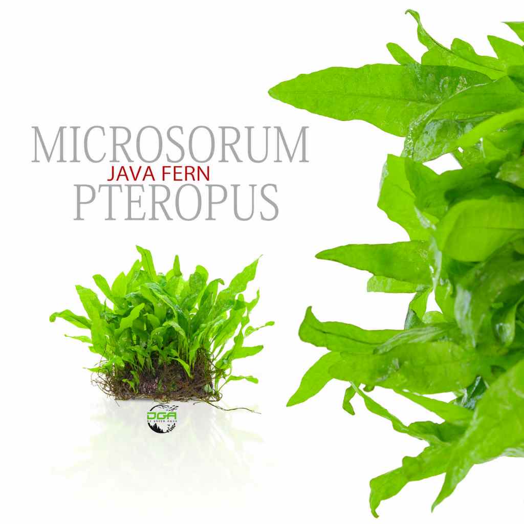 Aquatic Plants Microsorum Pteropus Java Fern Low Tech PLants(水族造景铁皇冠 ...