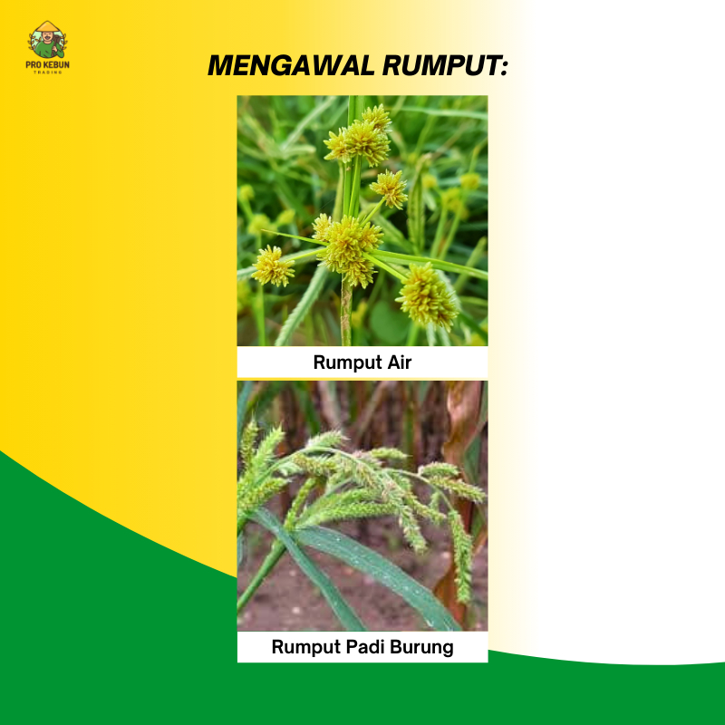 Ribac 200 Herbicide Racun Rumput Padi Racun Rumput Padi Burung Racun ...
