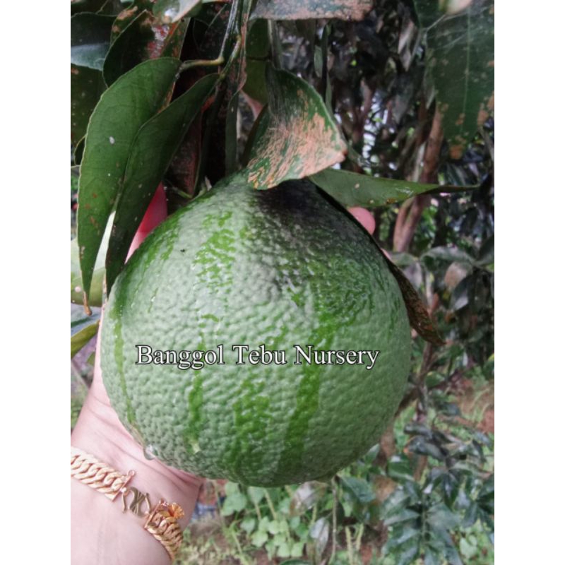 POKOK LIMAU HAJI DOLLAH | Shopee Malaysia