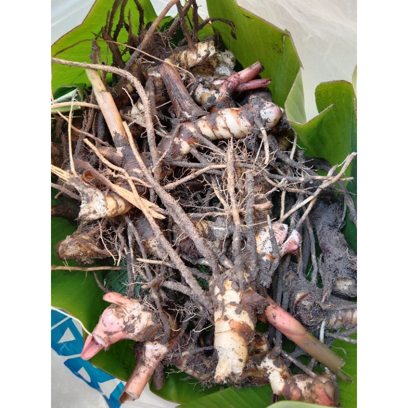 1kg rizom lengkuas berakar tanpa polibeg | Shopee Malaysia