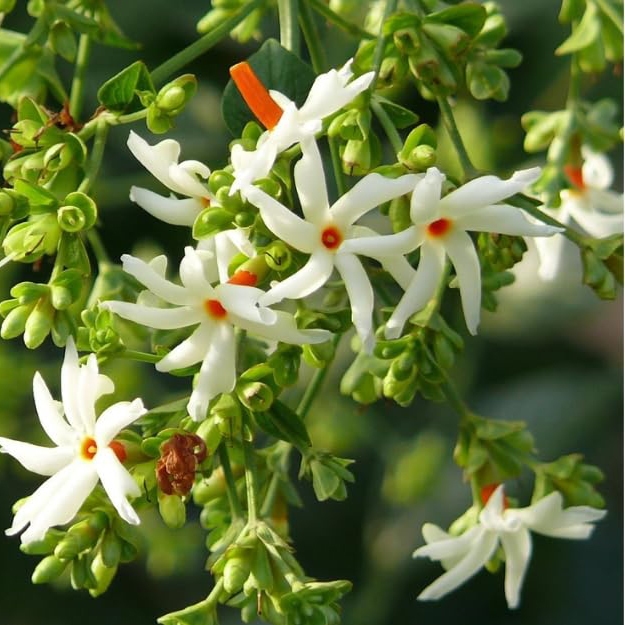 [Plant] Fragrant Parijata / Pavalamalli , coral jasmine, Nyctanthes ...