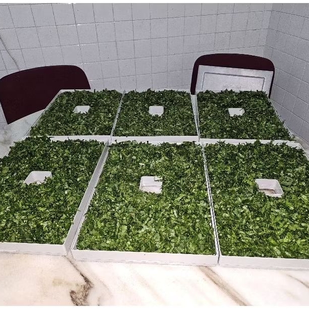Fresh / Dried Water Leaves Gbure Vegetable Fresh Harvest | Shopee Malaysia