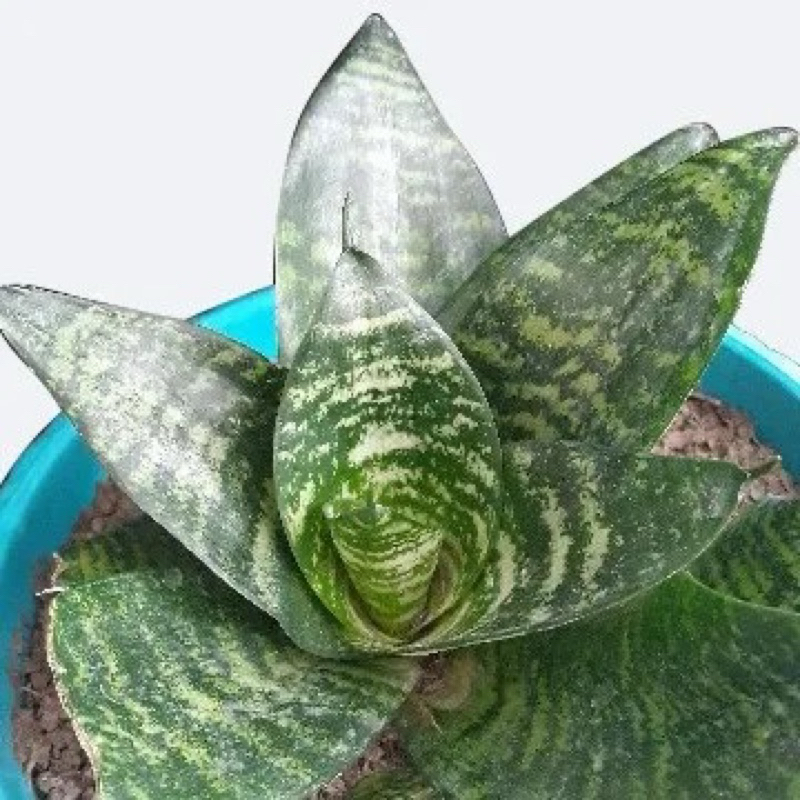 Pokok Sanseveria Lidah Mertua HIJAU PENDEK / pokok bertuah / pokok ...