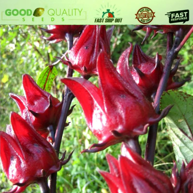 10/30pcs Biji Benih Bunga Roselle Ribena/ Biji Bunga Rosel 玫瑰茄 洛神花 ...