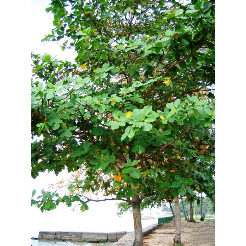Pokok Ketapang(Anak Pokok Ketapang) | Shopee Malaysia