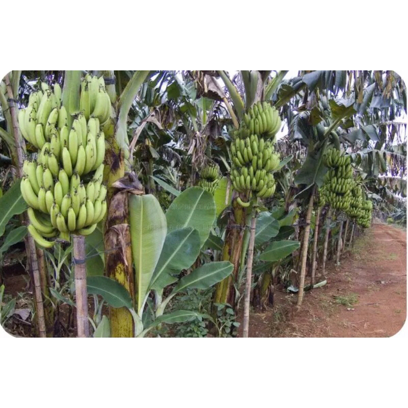 anak-pokok-pisang-raja-shopee-malaysia
