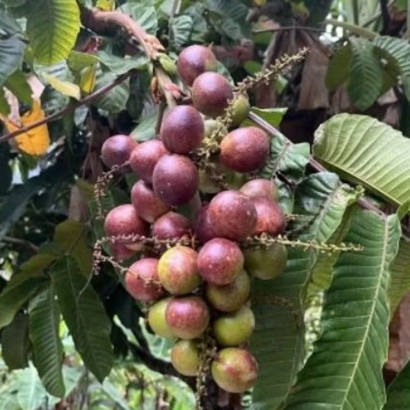 Pokok Matoa Promo (5Pokok)Anak Pokok | Shopee Malaysia