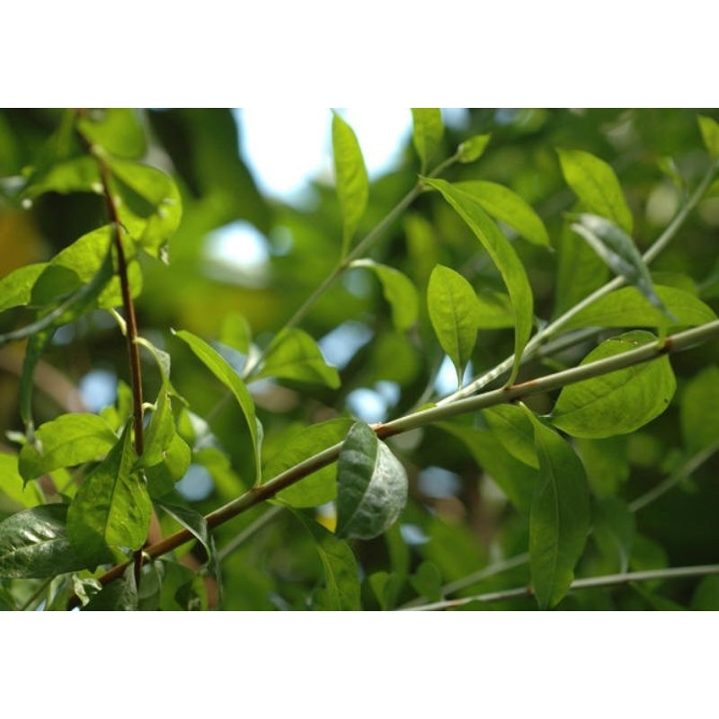ANAK POKOK INAI MERAH | DAUN INAI SEGAR | Shopee Malaysia