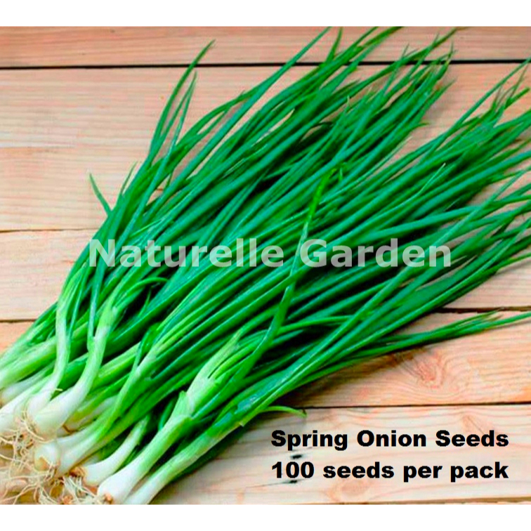 Benih Sayur Daun Bawang Spring Onion Seeds Vegetable Seed 100 biji per ...