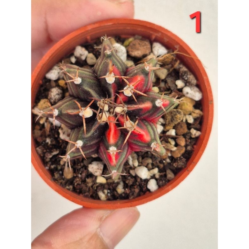 Gymno Variegated [Ready stock] | Shopee Malaysia