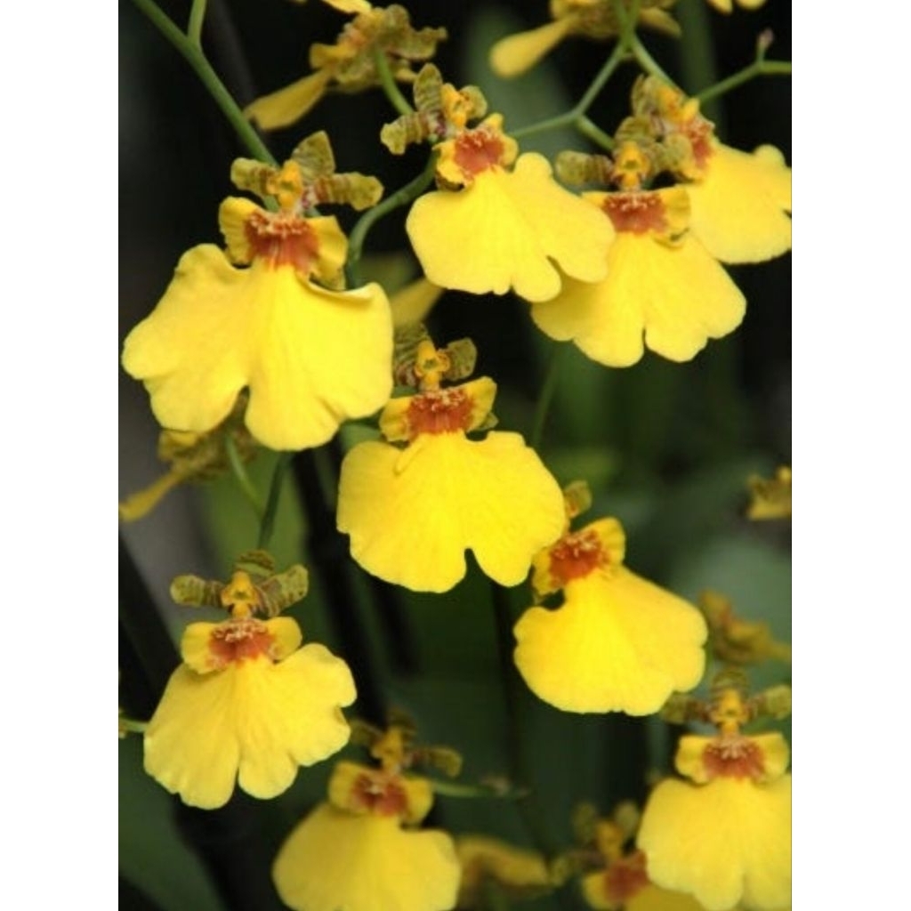 Oncidium orchids dancing lady 跳舞蘭