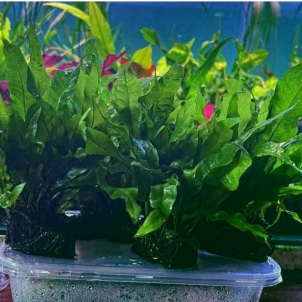 pokok aquatic aquarium low tech java fern with driftwood microsorum ...