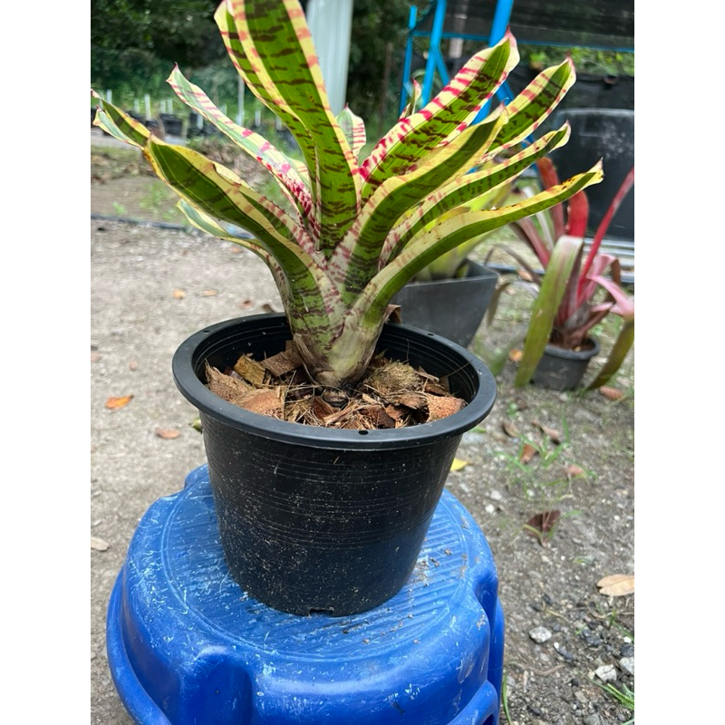 Pokok Bromeliads Wild Rabbit | Shopee Malaysia
