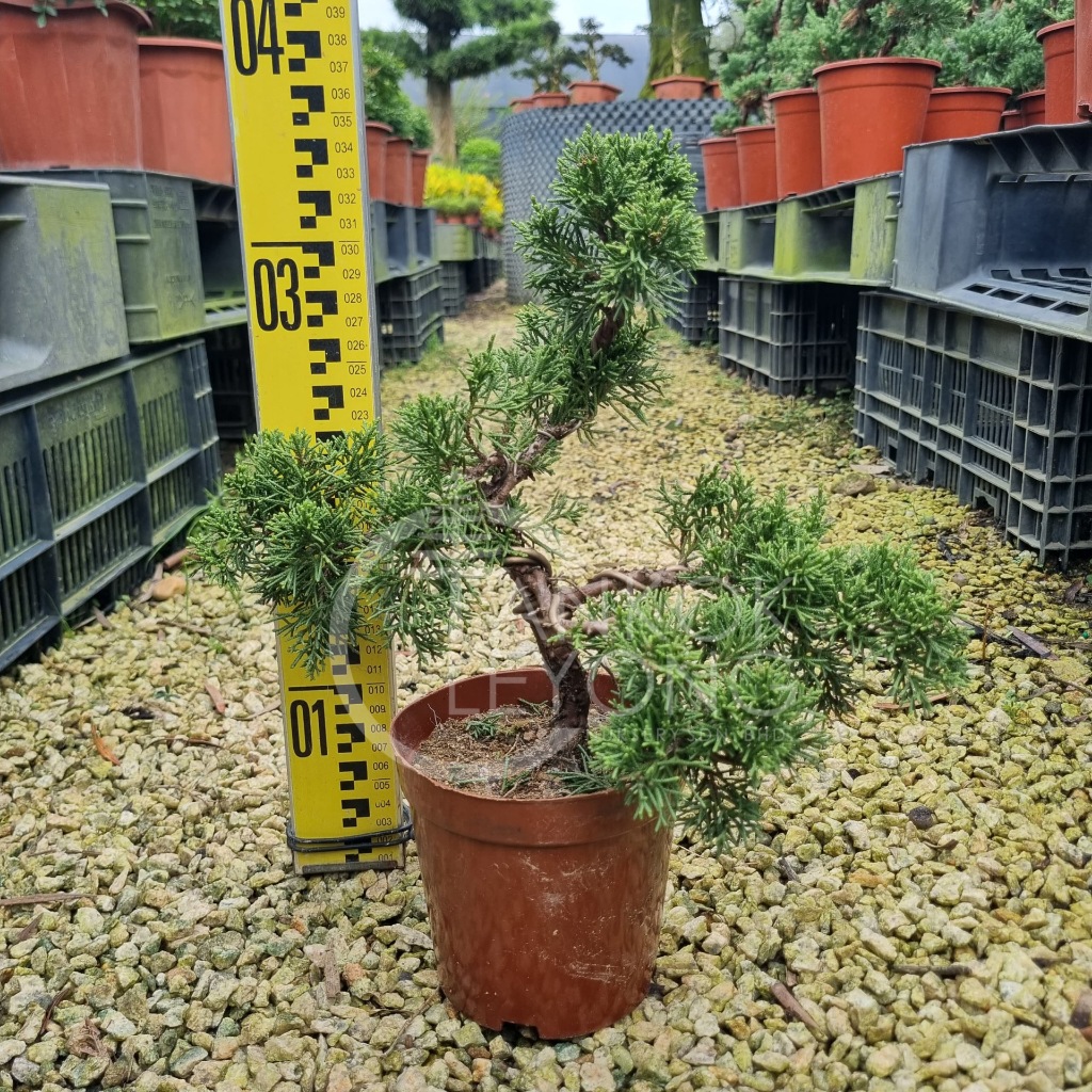 TKL - Outdoor Bonsai Kishu Shimpaku Juniperus/Juniperus 5 Layer
