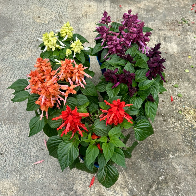 🔥OUTDOOR🔥 SALVIA SPLENDED / Scarlet Sage Tree / 150mm Pots / Live ...