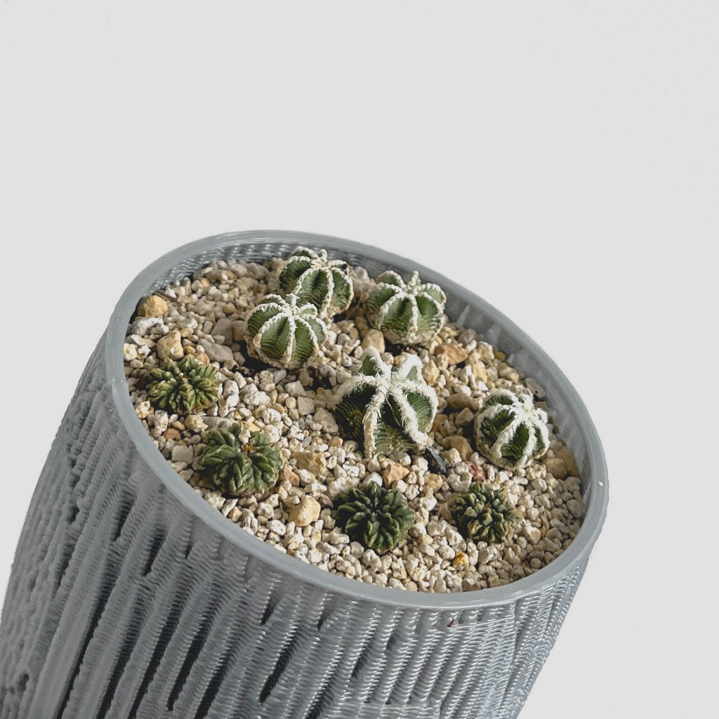 zac.culent - Aztekium hintonii & Aztekium ritteri 辛顿花笼 & 花笼 (Cactus ...