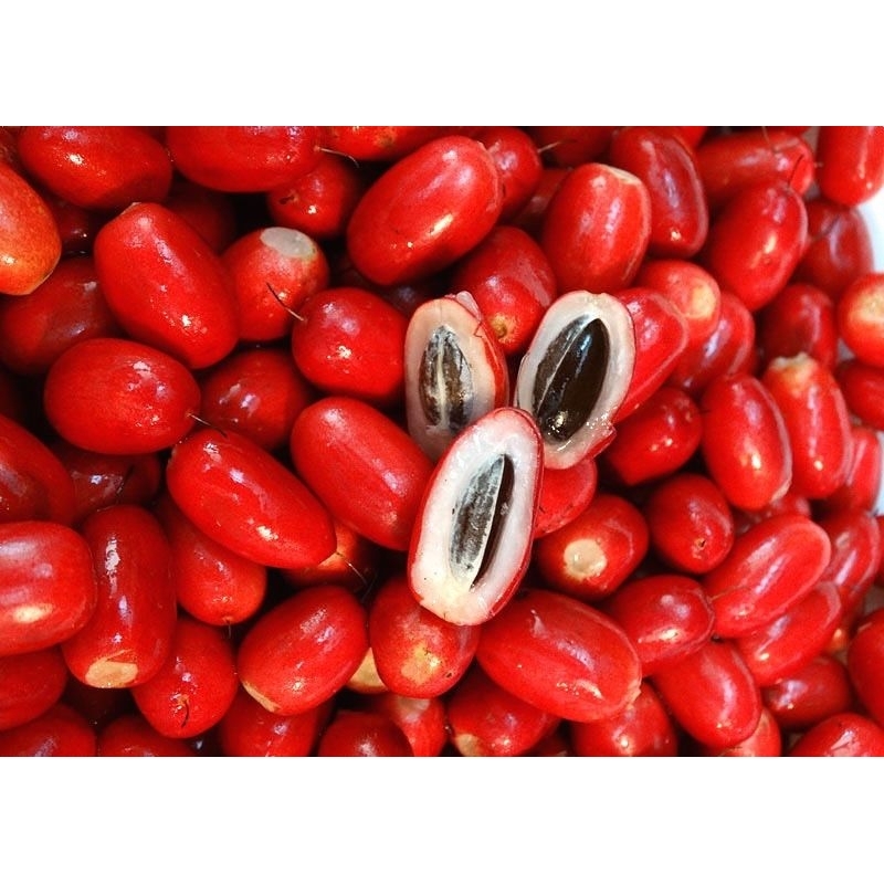 神秘果 Pokok buah magic/ Pokok Ajaib | Shopee Malaysia