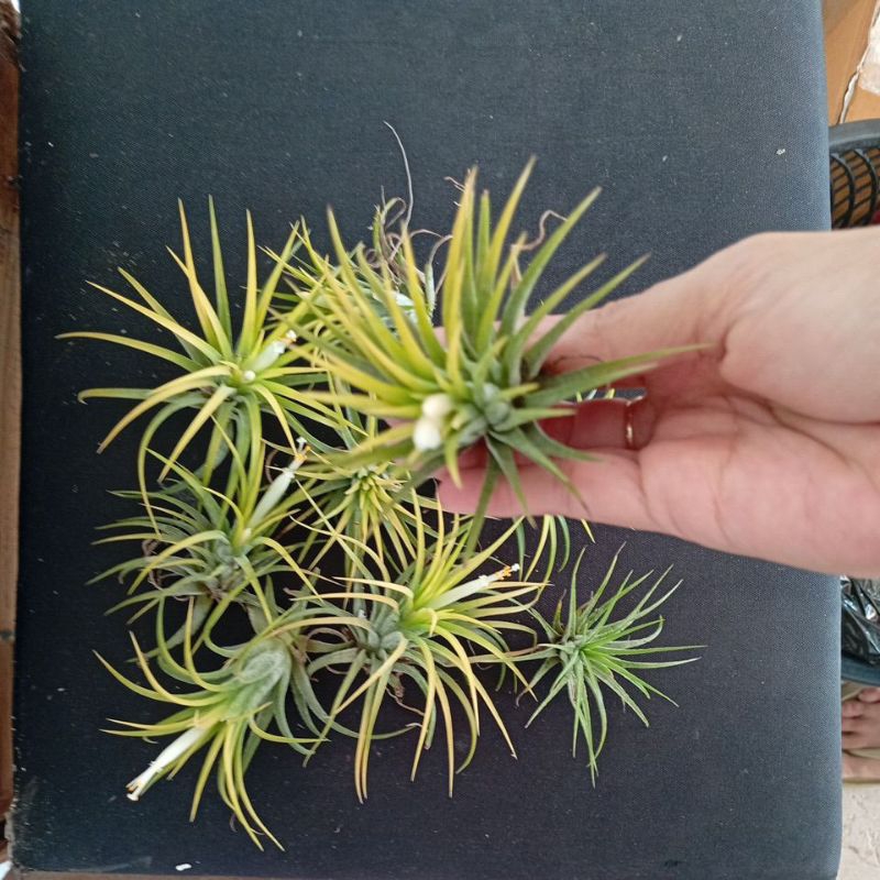 REAL LIFE AIRPLANT IONANTHA DRUID/SAMPLE PHOTO | Shopee Malaysia