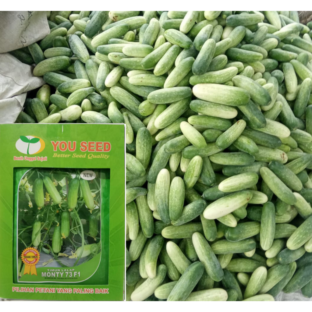 BENIH TIMUN MINI TIMUN BATANG BABY PACK 20 GRAM (ANGGARAN 800 BIJI ...