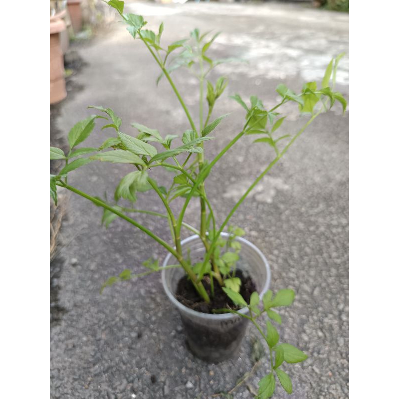 Anak Pokok Selom / Ulam Selom laksa / OENANTHE JAVANICAIA /Water celery ...