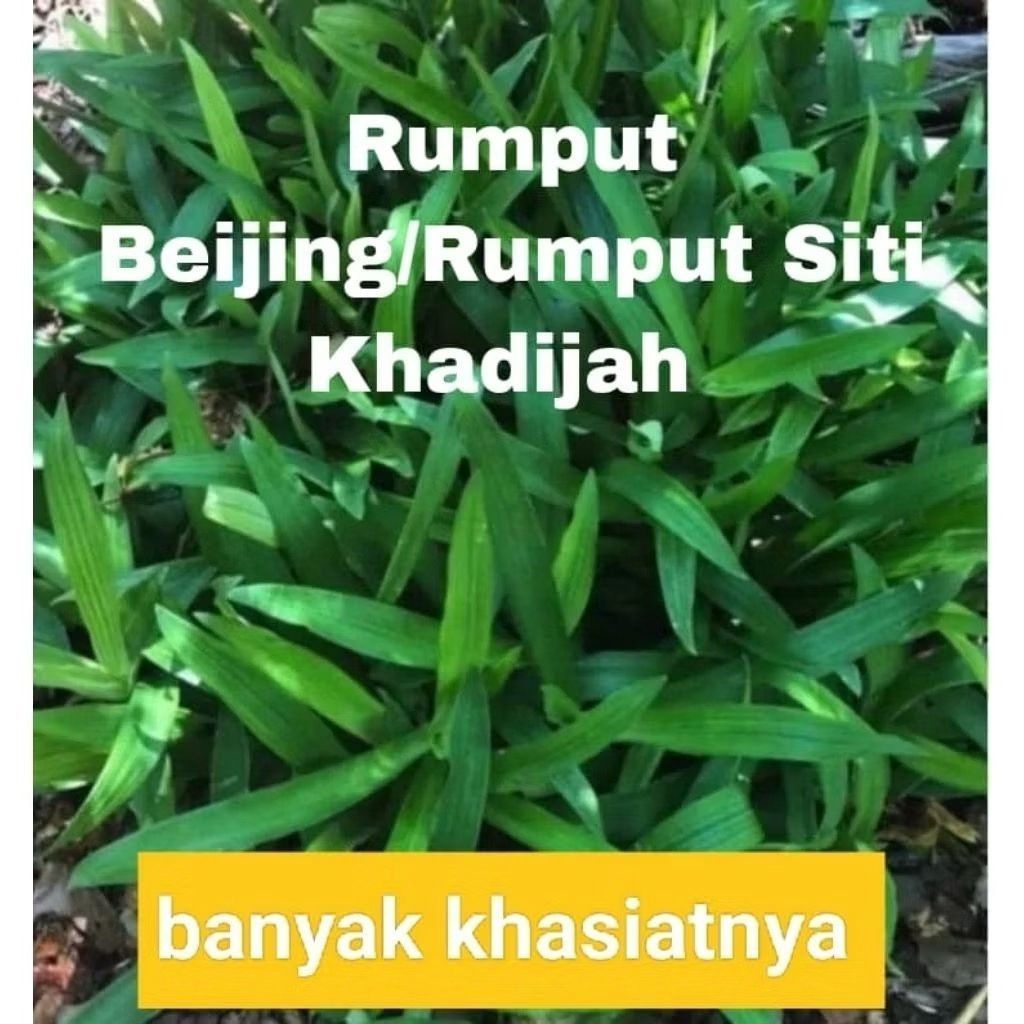 POKOK RUMPUT CINA/RUMPUT BEIJING/RUMPUT SITI KHADIJAH | Shopee Malaysia
