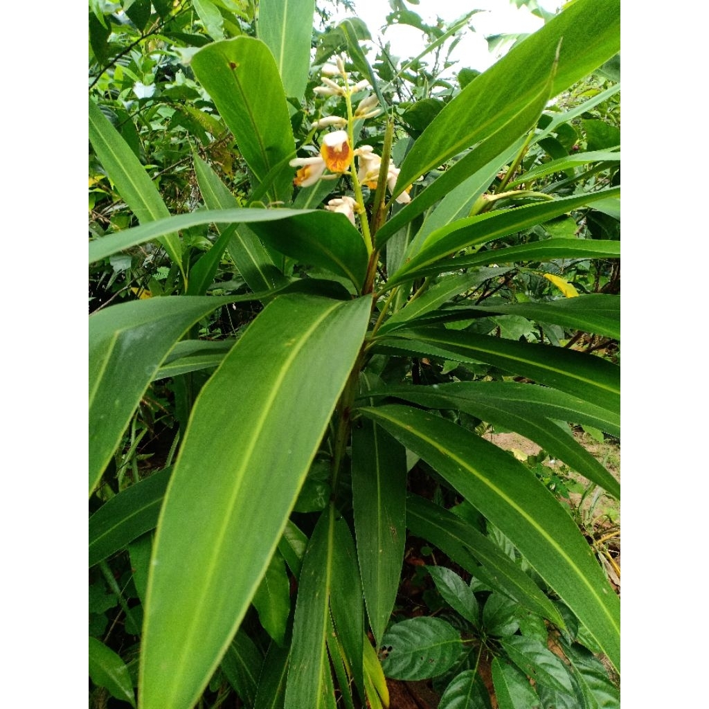 Pokok Langkinang ( Benih Pokok ) | Shopee Malaysia