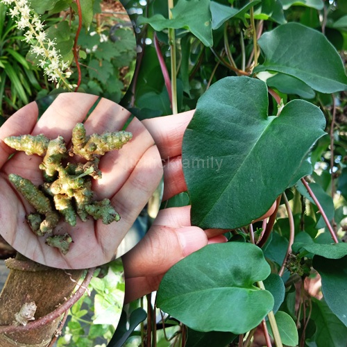 5 Keratan Cuttings Rizom/ Madeira Vine Anredera Cordifolia Mignonette ...