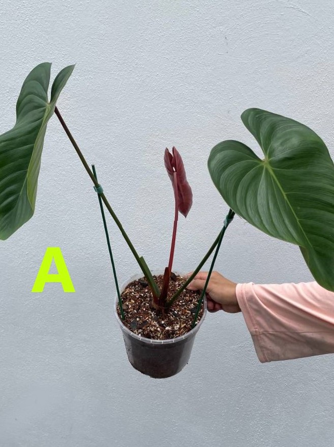 Philodendron Lynamii Peru - Aroid Live Indoor Plant Pokok Tanaman Hiasan |  Shopee Malaysia