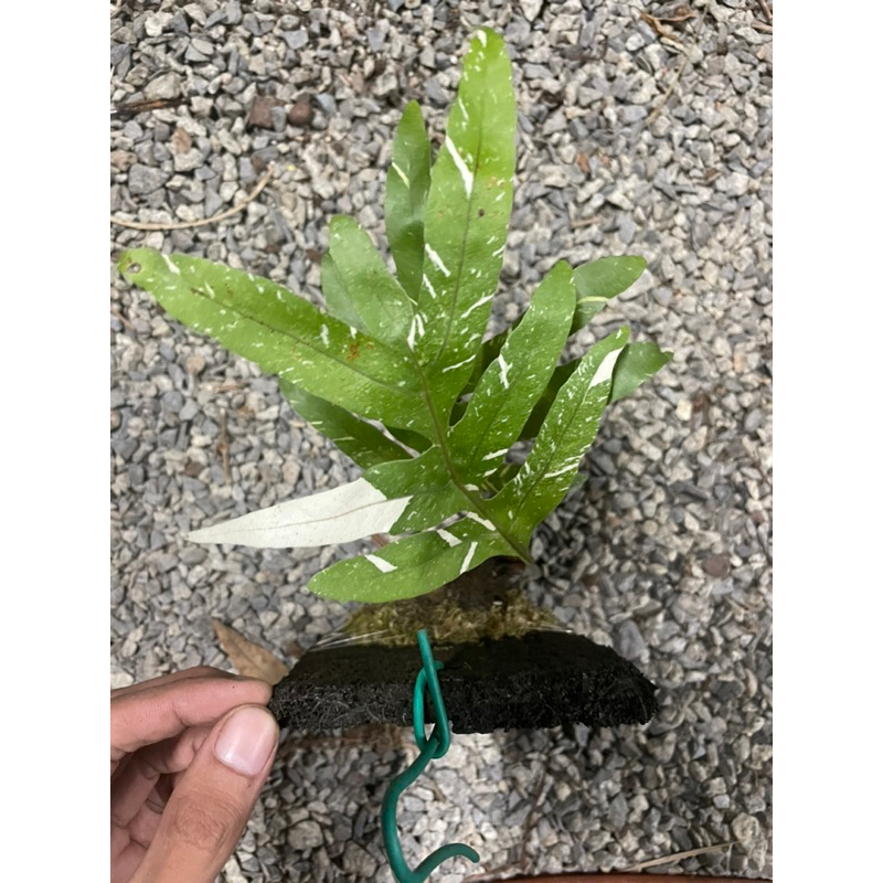 drynaria quercifolia (s size) variegated fern | Shopee Malaysia