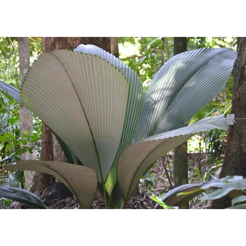 Johannesteijsmannia Magnifica/ Palm Tree | Shopee Malaysia