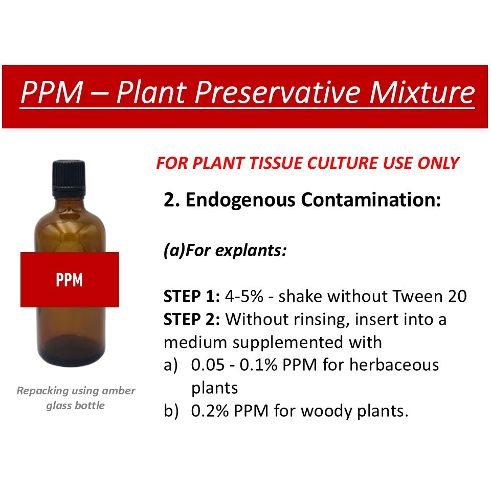 lupinum philodendron Philodendron lupinum for Sale