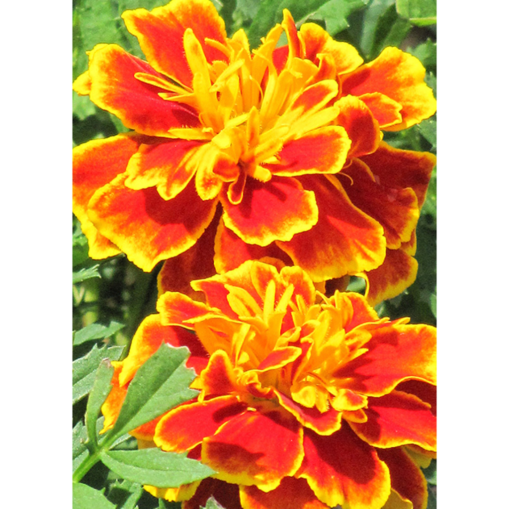 Biji Benih Bunga Tahi Ayam Queen Sophia Marigold Flower Seed - 5 Seed ...